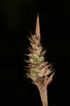 Buxbaum's sedge